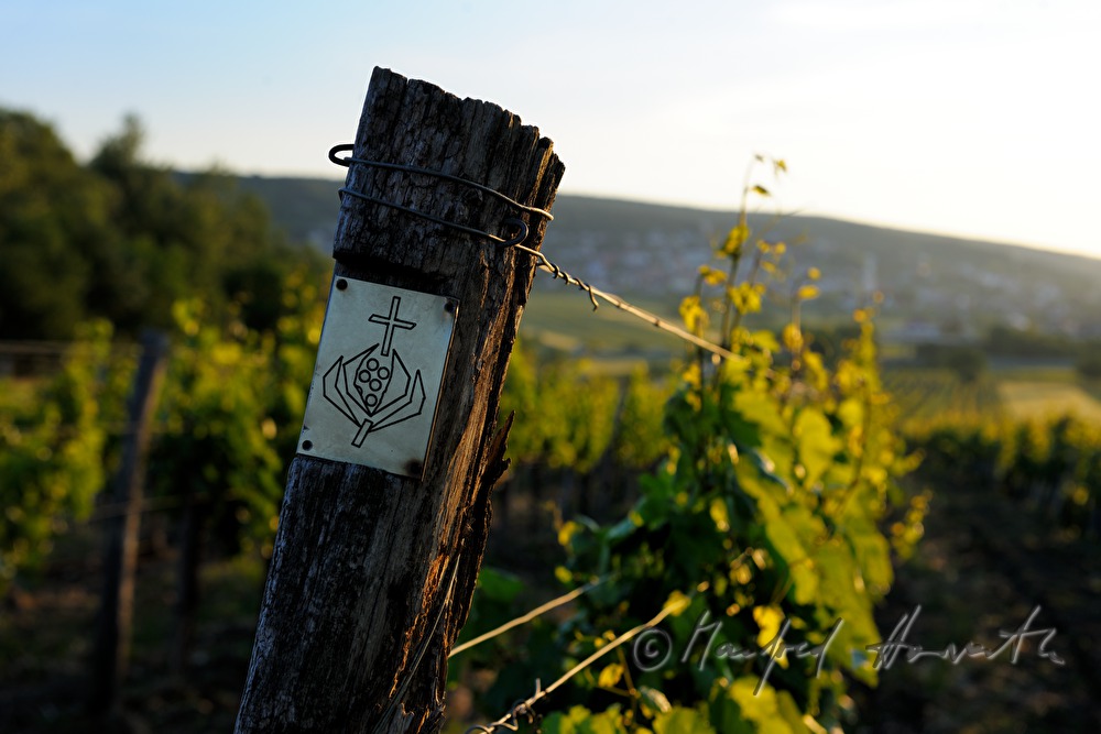 view from Föllig over the vineyards to the town