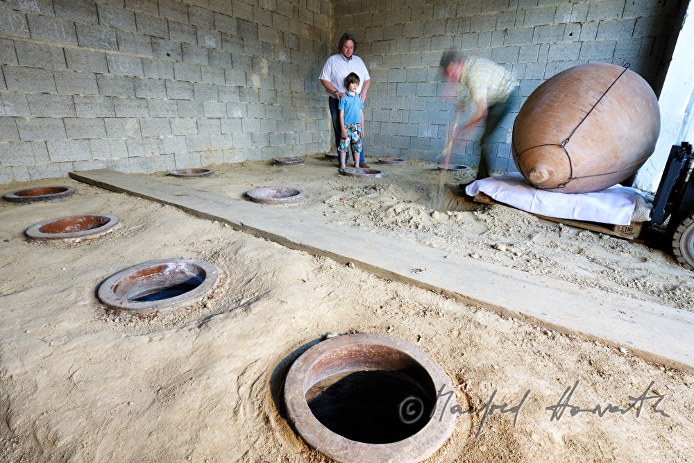 digging in an amphora for wine production