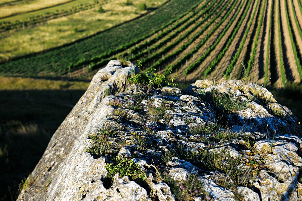 view from Hölzelstein to the Leithagebirge