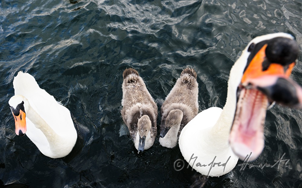 swan family (one snatching for fodder)