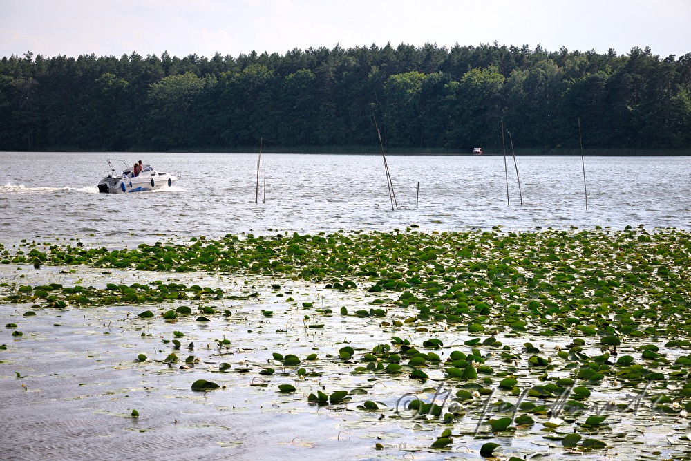 water lillies on the Binnenmüritz