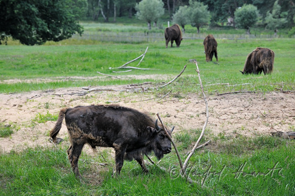 European Bisons in the animal park 