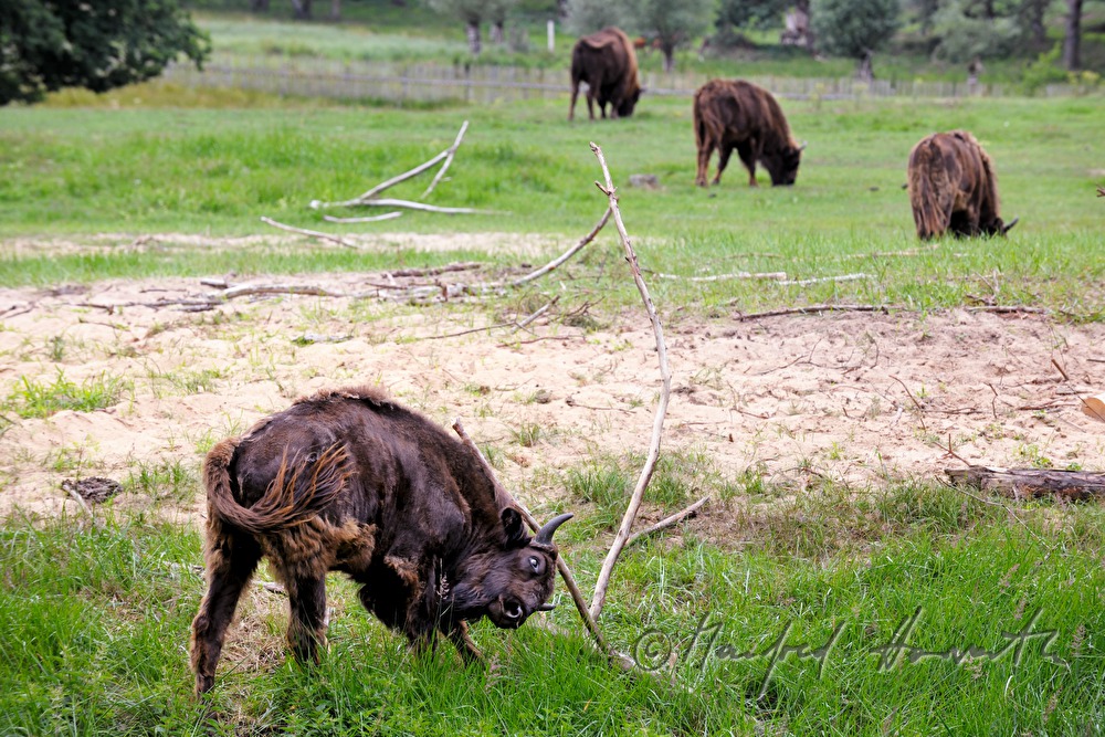 European Bisons in the animal park 
