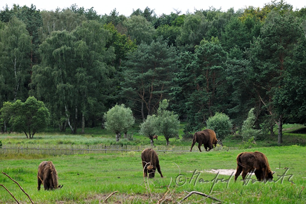 European Bisons in the animal park 