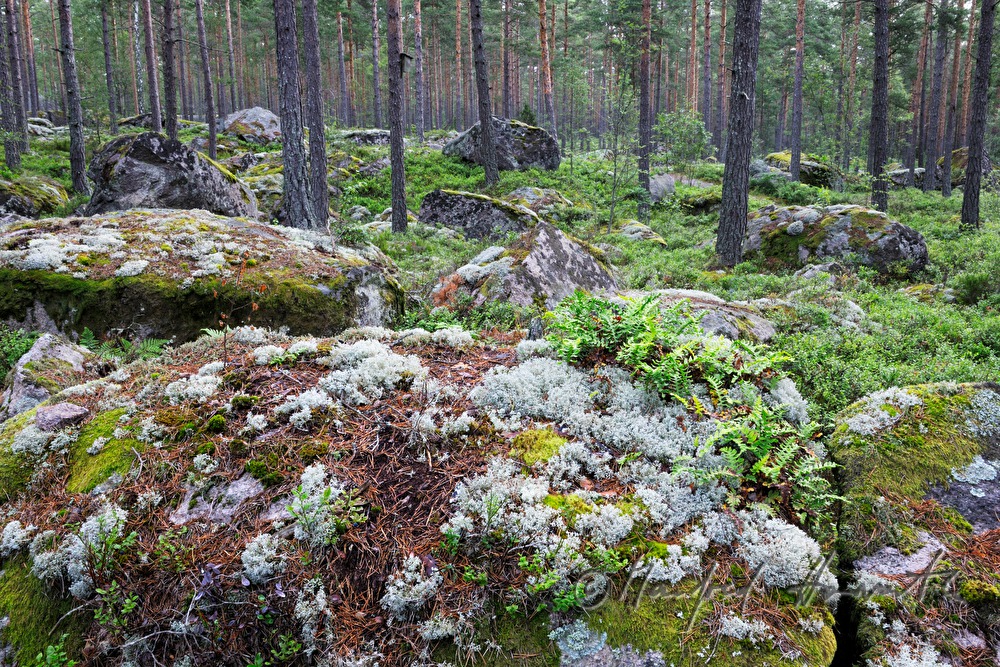 granite boulder overgrown with moss and lichen