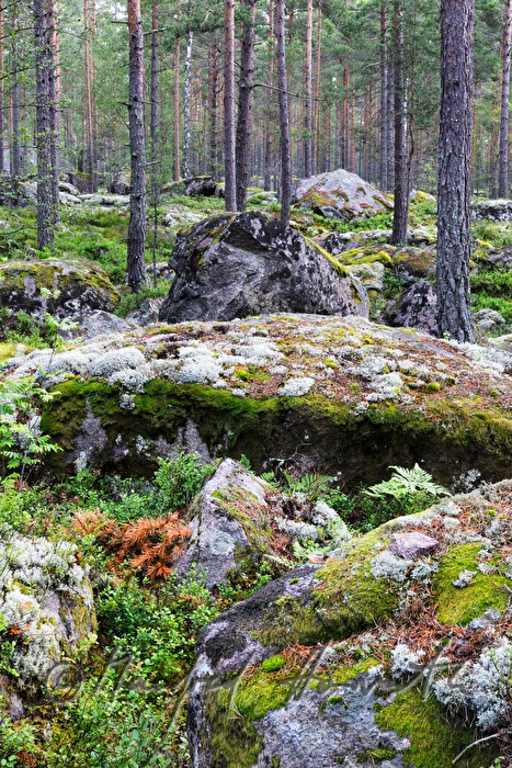 granite boulder overgrown with moss and lichen