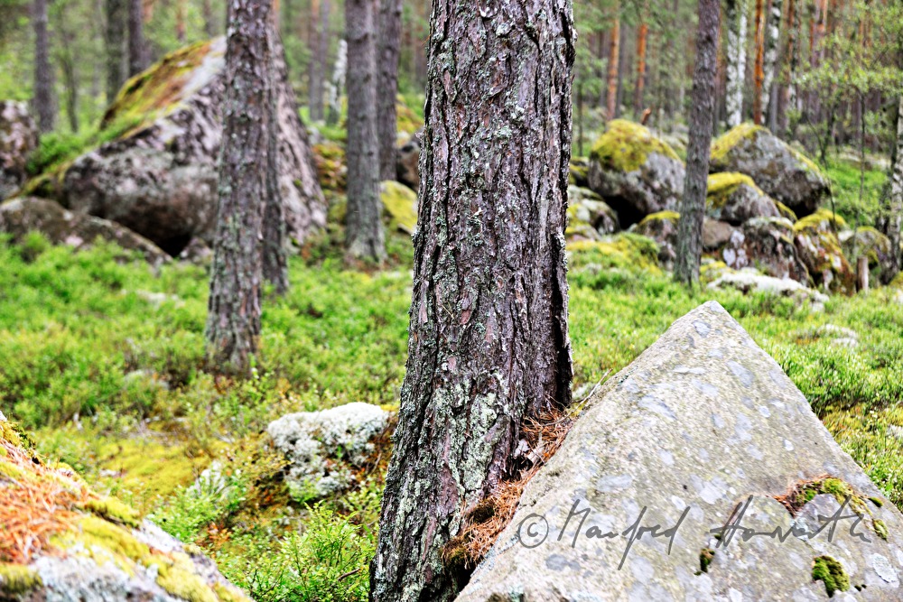 granite boulder overgrown with moss and lichen