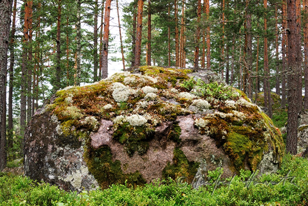 granite boulder overgrown with moss and lichen