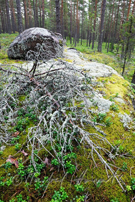 granite boulder overgrown with moss and lichen