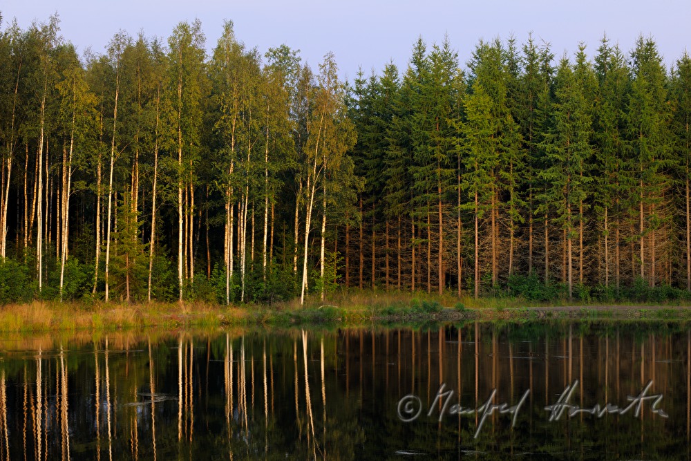 birch tree and needle trees on the shore
