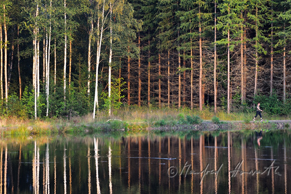 birch tree and needle trees on the shore