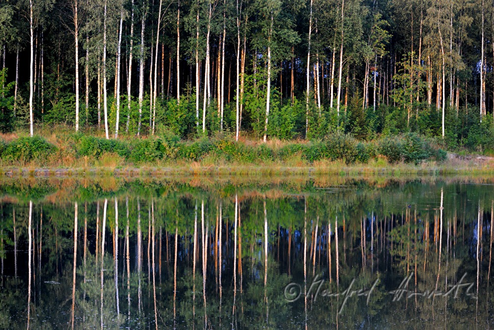 birch tree and needle trees on the shore