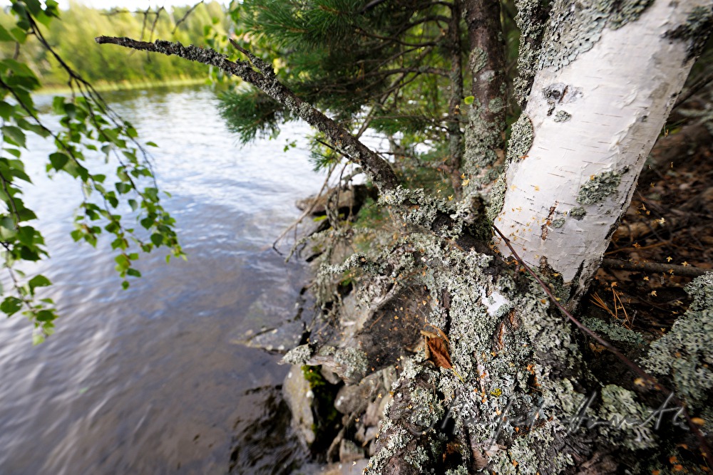 roots of a birch reaching Lake Pihlajavesi