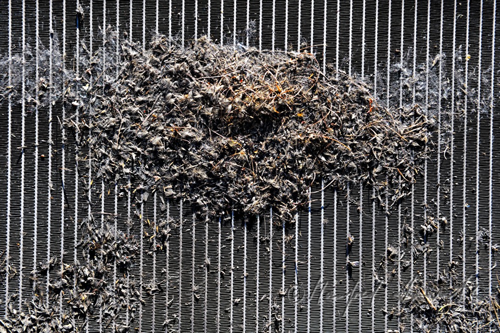 mosquitos collected on a car grill