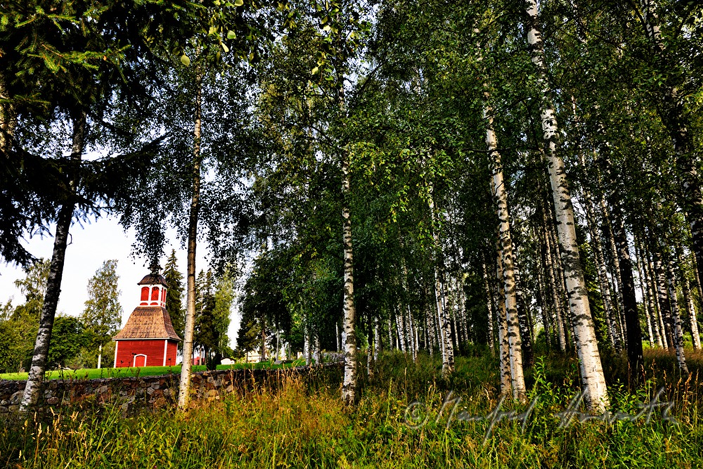 the church Kirkkoniemen kellotapuli and birches
