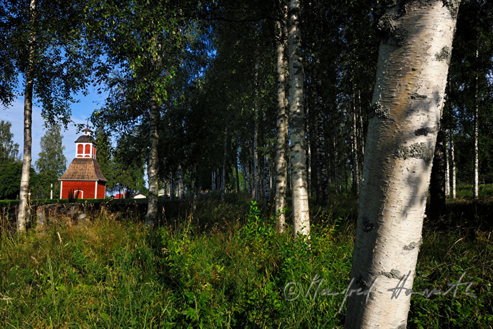 the church Kirkkoniemen kellotapuli and birches