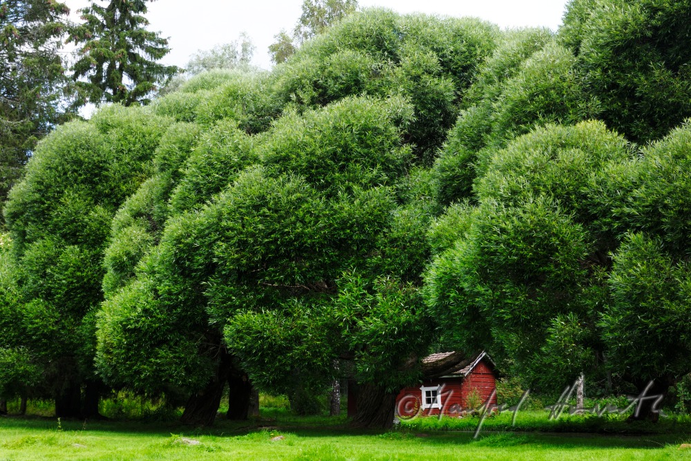 red block house near the lake surrounded by spherical willow trees