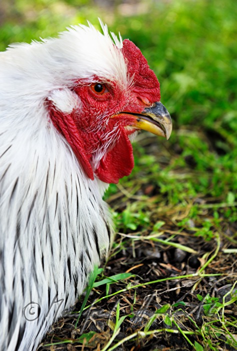 chicken in the free-range husbandry