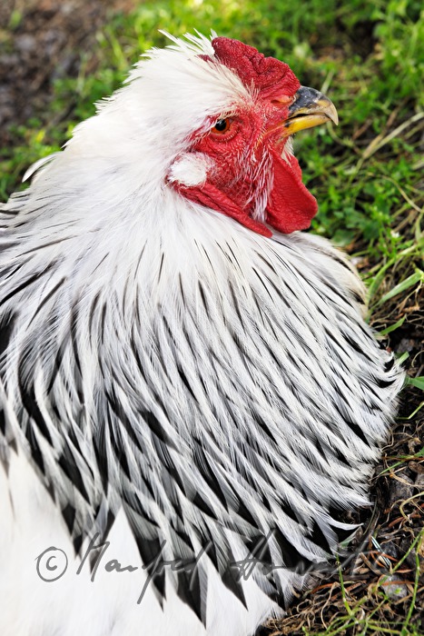 chicken in the free-range husbandry