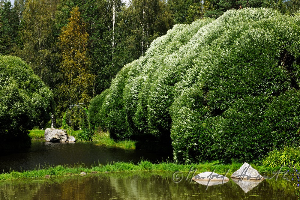 rock near the lake surrounded by spherical willow trees