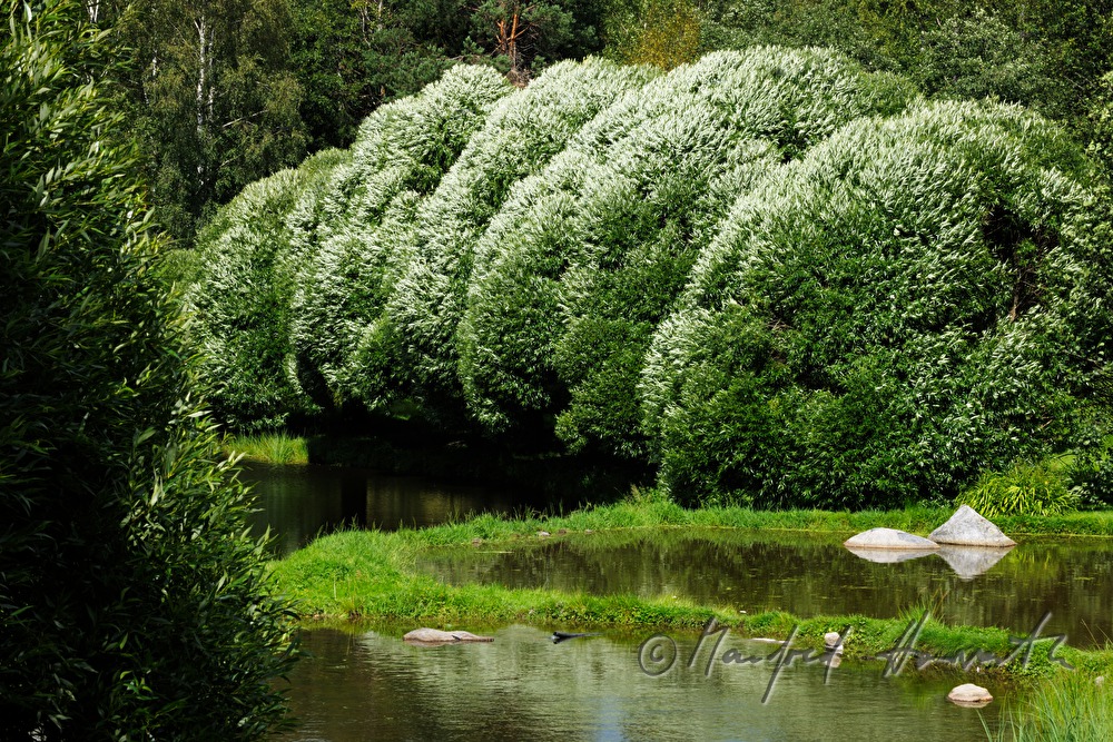 rock near the lake surrounded by spherical willow trees