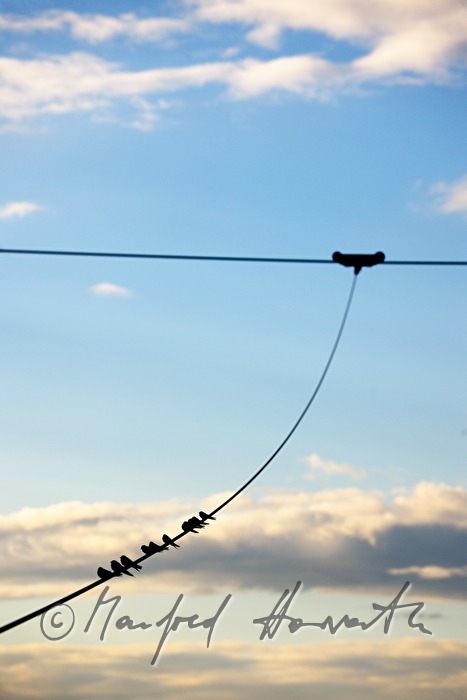 swallows sitting on a steel rope