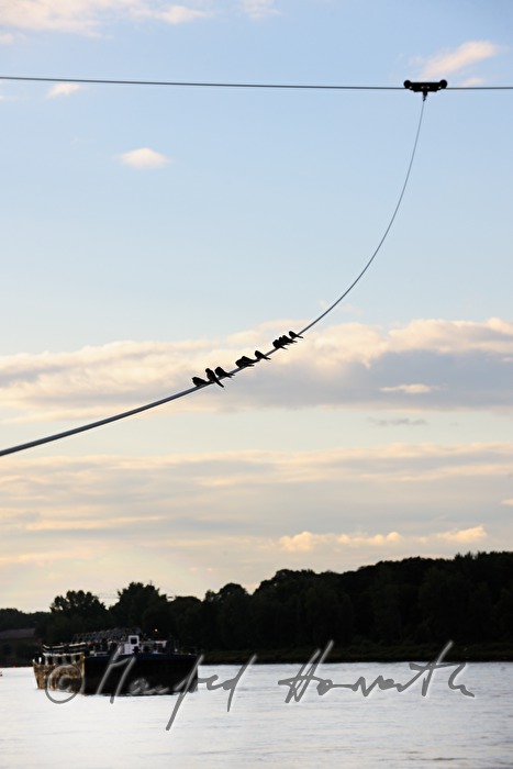 swallows sitting on a steel rope