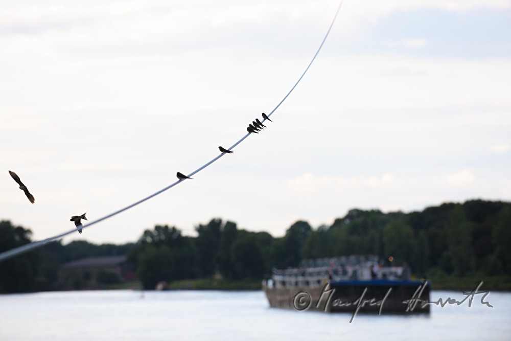 swallows sitting on a steel rope