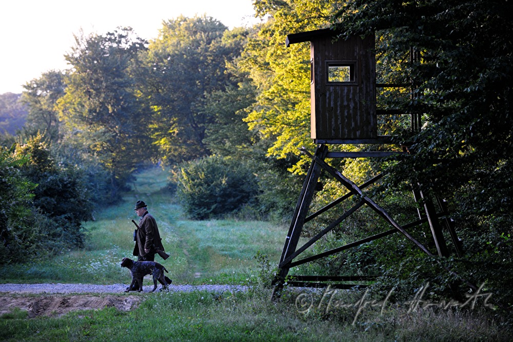 hunter with hunting dog on a forest glade