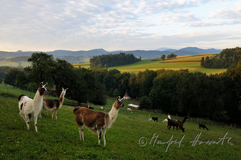 lamas on the meadow