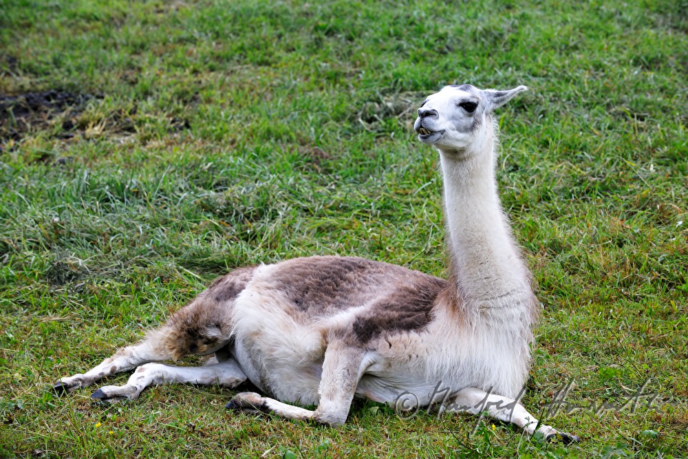 joung lama on the meadow