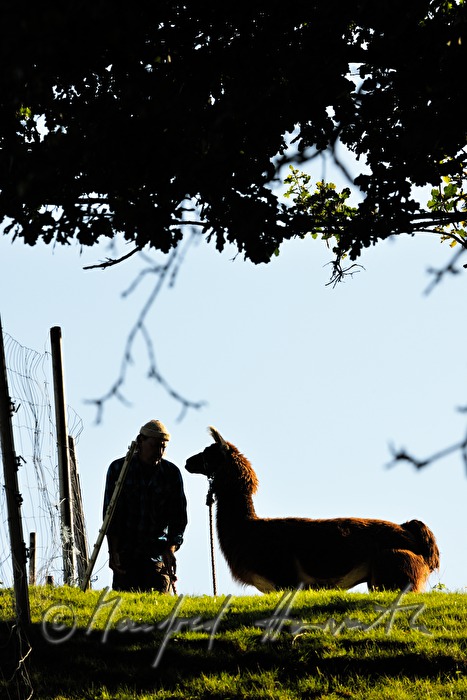 Gerhard Rappersberger with lama