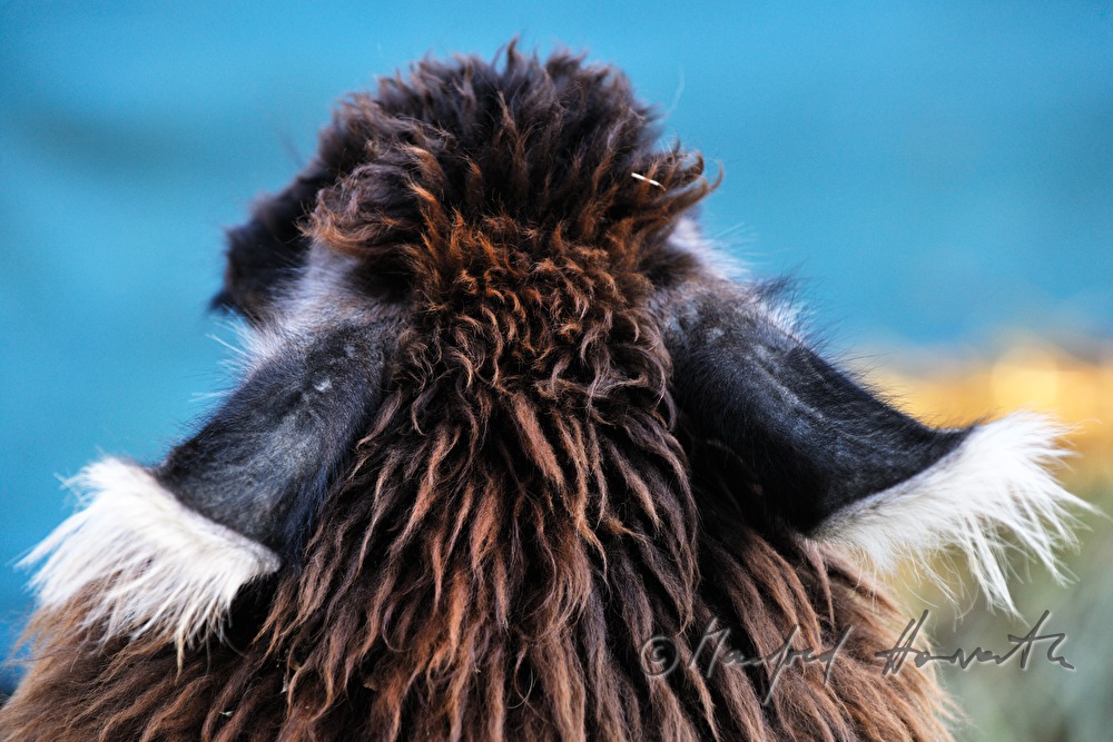 backside of a lama head
