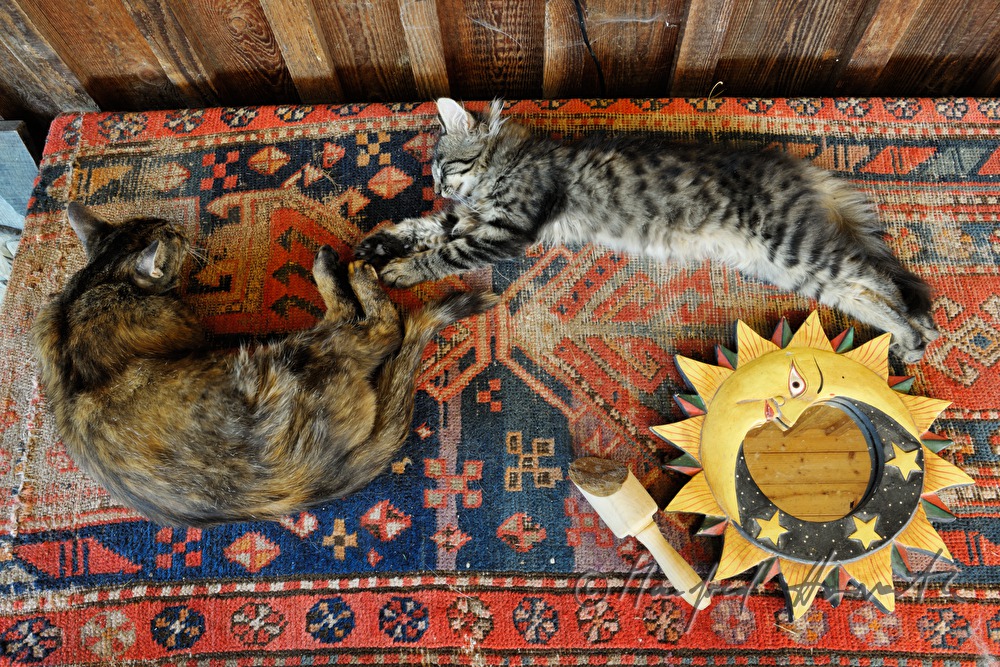sleeping cats on a kilim carpet