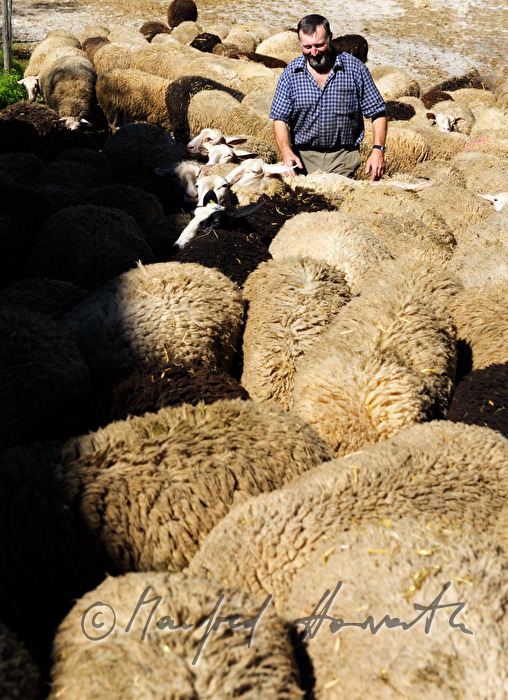 farmer with herd near his farm house