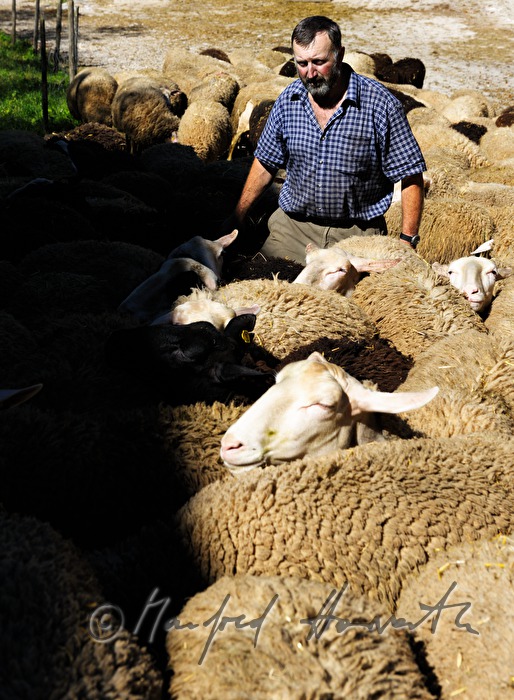 farmer with herd near his farm house