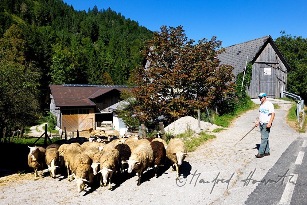 shepherd drifts his herd to the meadow