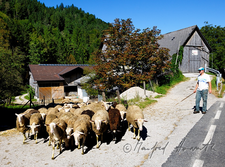 shepherd drifts his herd to the meadow