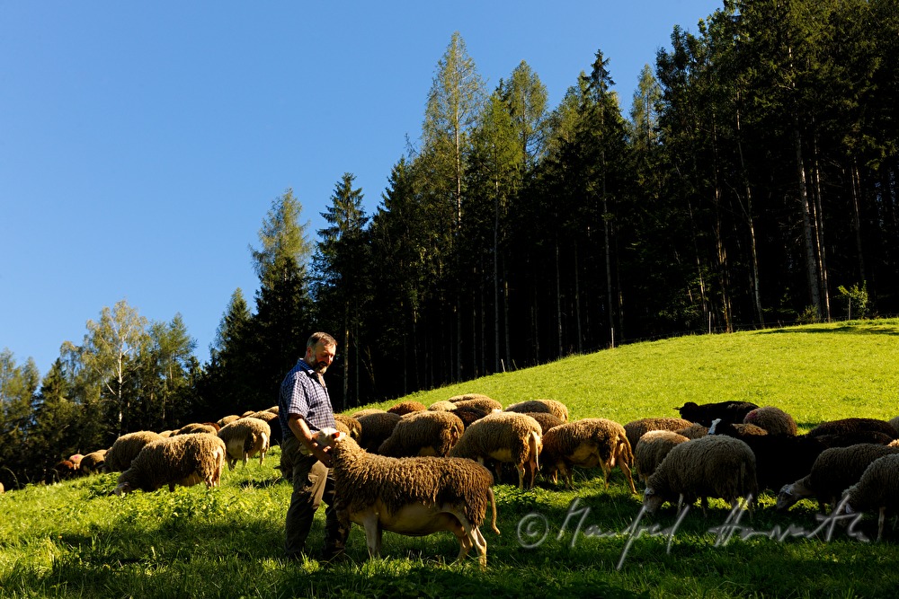 shepherd with sheep on the meadow