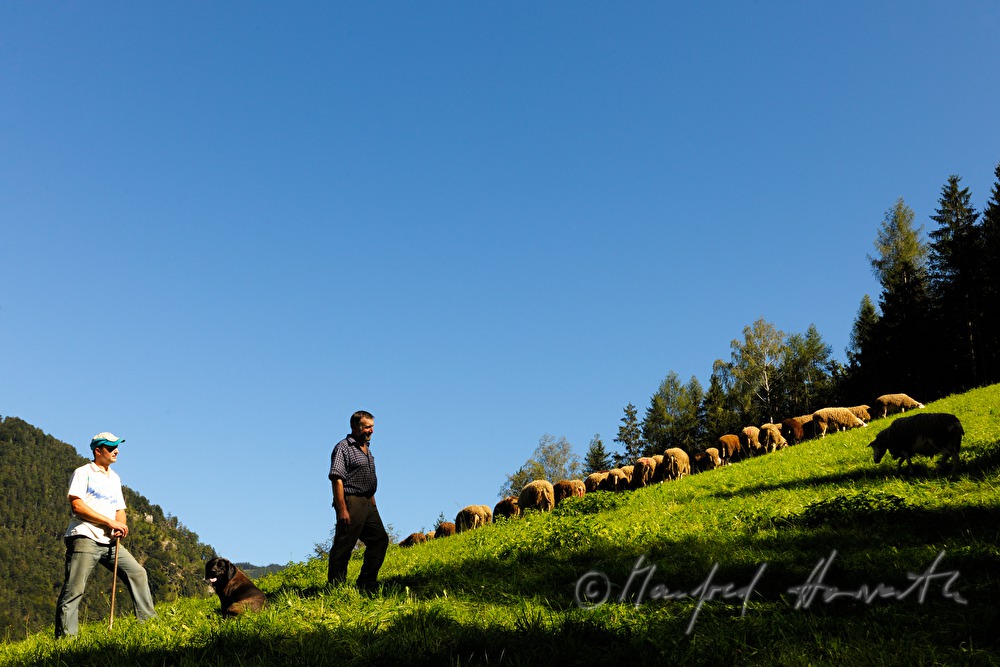 shepherd with sheep on the meadow