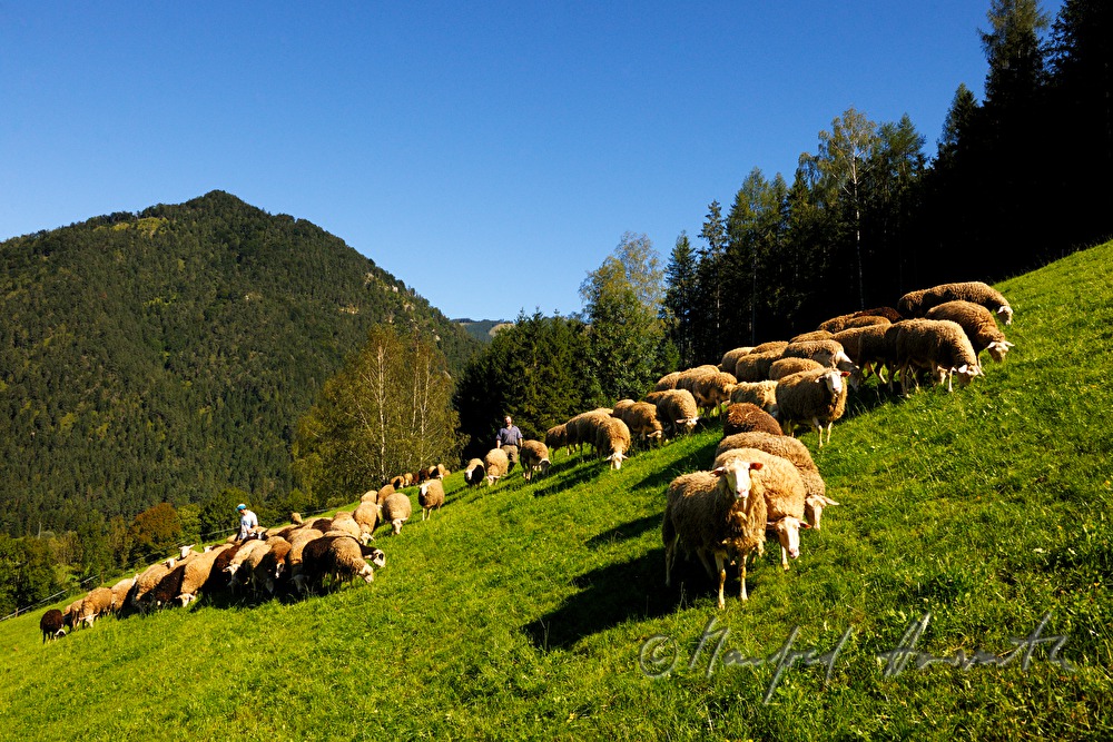 shepherd with sheep on the meadow