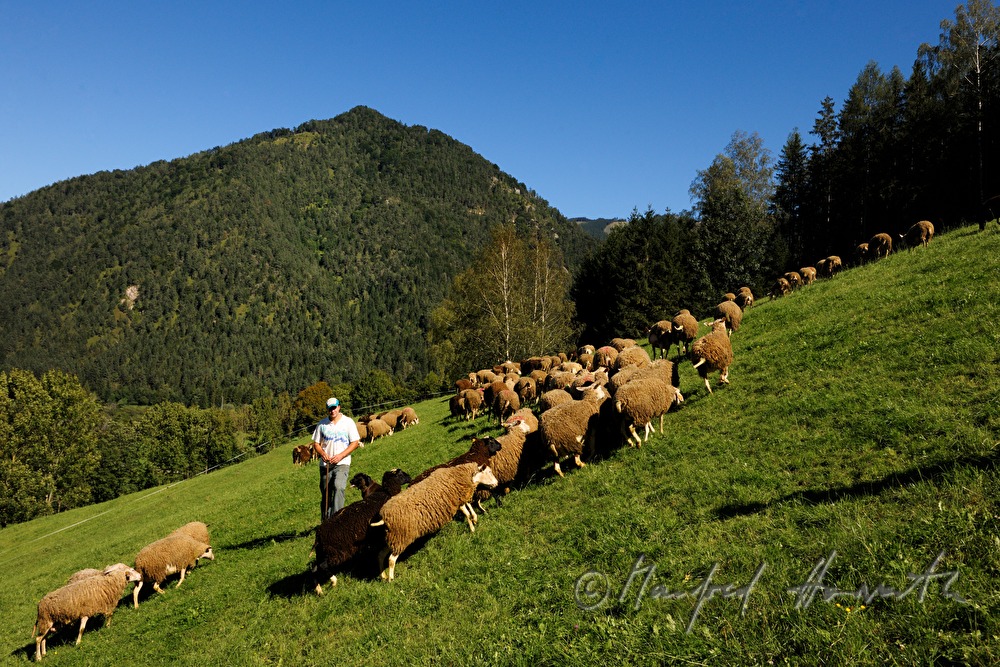 shepherd with sheep on the meadow