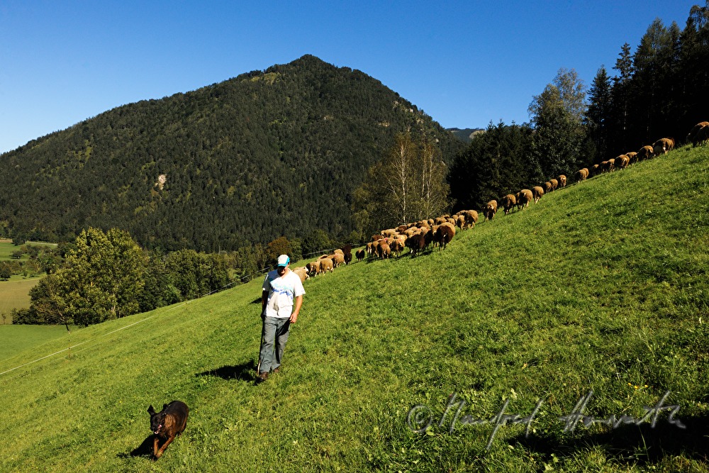 shepherd with sheep on the meadow