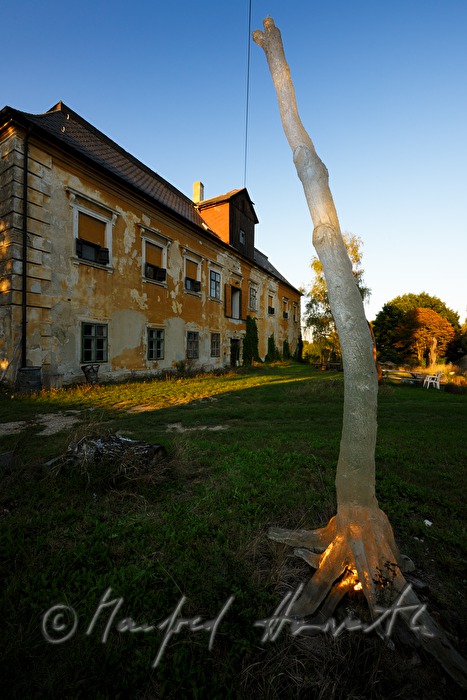 tree-sculpture in front of the studio