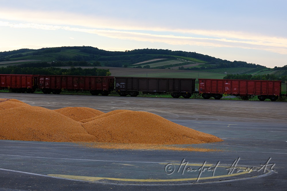 sugar beet on the storage area near the railway station