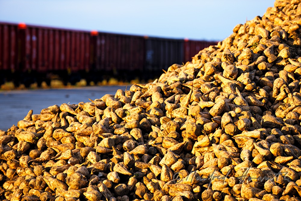 sugar beet on the storage area near the railway station