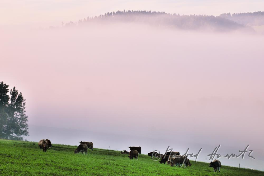 cows on the meadow in the morning mist