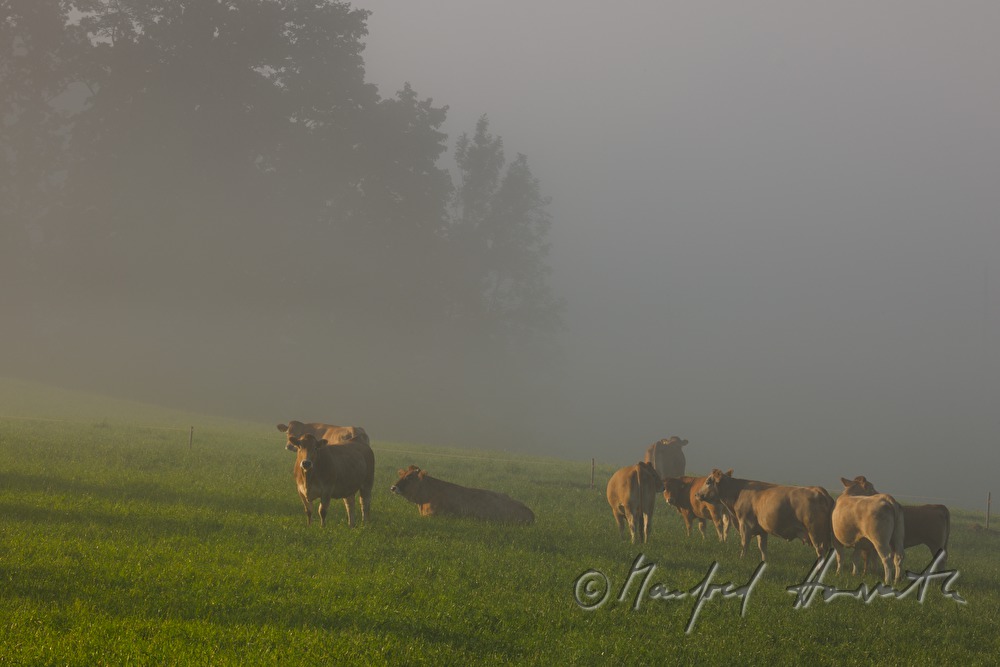 cows on the meadow in the morning mist