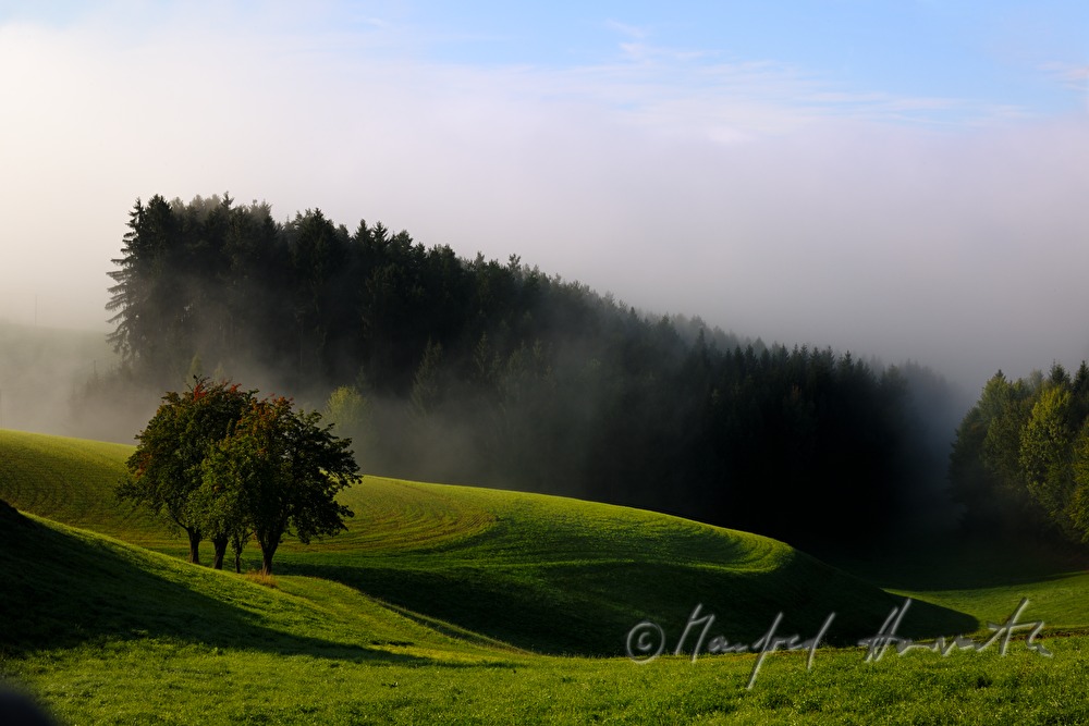 gentle rolling hills and a forest