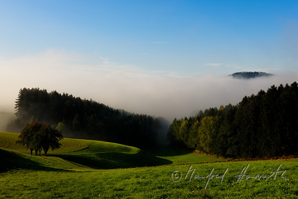 gentle rolling hills and a forest